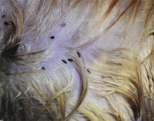 Plusieurs puces sur la peau d'un chat Plusieurs puces sur la peau d'un chat