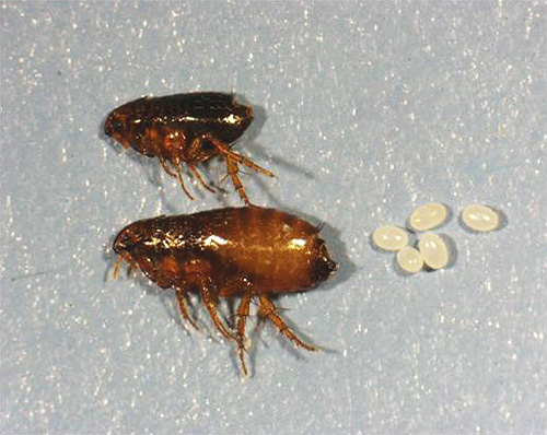 Adultes de la puce du chat et leurs œufs Adultes de la puce du chat et leurs œufs