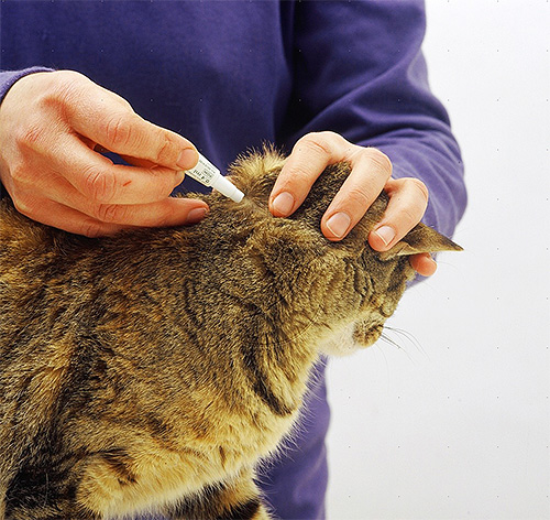 Les gouttes insecticides s'appliquent sur la nuque et le long de la colonne vertébrale du chat. Les gouttes insecticides s'appliquent sur la nuque et le long de la colonne vertébrale du chat.