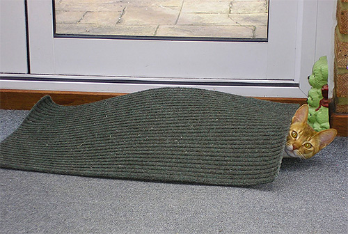 Pour prévenir l'apparition de puces chez votre animal, il faut régulièrement secouer tous les tapis et la literie. Pour prévenir l'apparition de puces chez votre animal, il faut régulièrement secouer tous les tapis et la literie.