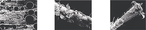 Les capsules microscopiques se déposent sur les surfaces, y compris sur le corps de l'insecte Les capsules microscopiques se déposent sur les surfaces, y compris sur le corps de l'insecte