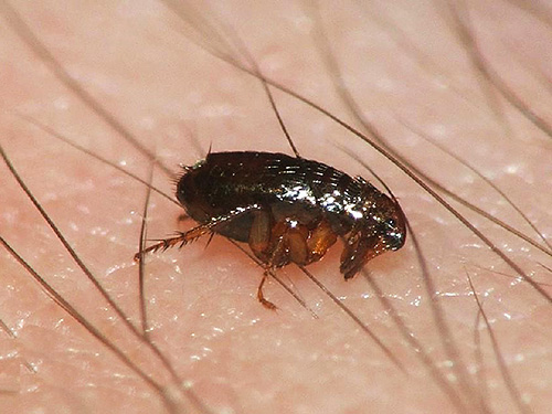 Certains insecticides obsolètes sont tout à fait capables de détruire les puces dans un appartement, mais ils peuvent en même temps nuire à la santé des occupants Certains insecticides obsolètes sont tout à fait capables de détruire les puces dans un appartement, mais ils peuvent en même temps nuire à la santé des occupants