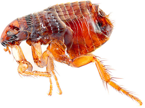 Dans certains cas, les puces peuvent développer une résistance aux poisons utilisés. Dans certains cas, les puces peuvent développer une résistance aux poisons utilisés.