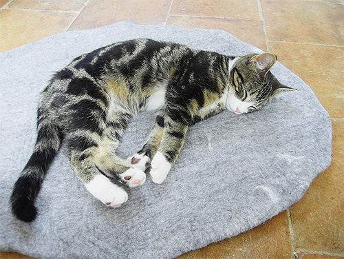 Les coussins pour chats contiennent souvent de nombreuses puces et leurs larves Les coussins pour chats contiennent souvent de nombreuses puces et leurs larves