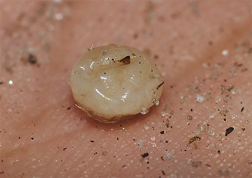 Femelle de la puce-chique