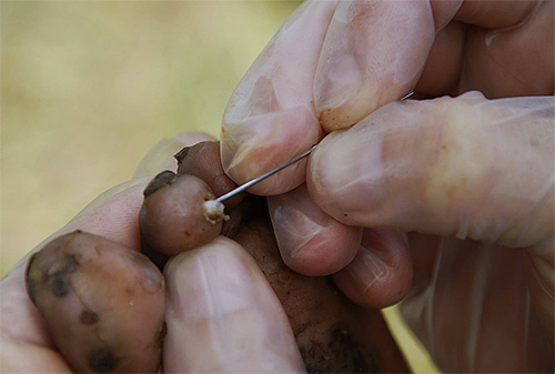 Processus d'extraction d'une puce-chique d'un doigt