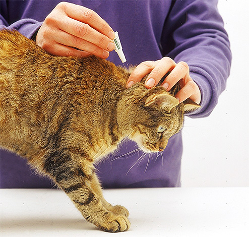 Les gouttes antipuces sont appliquées sur la nuque du chat
