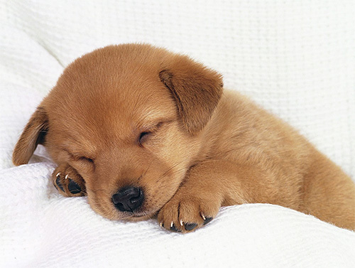 Pour les chiots de moins de 6 semaines, les gouttes anti-puces Bars ne conviennent pas