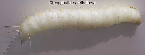 Image agrandie d'une larve de puce du chat Image agrandie d'une larve de puce du chat
