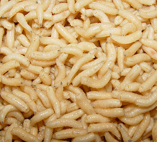 Asticots Asticots