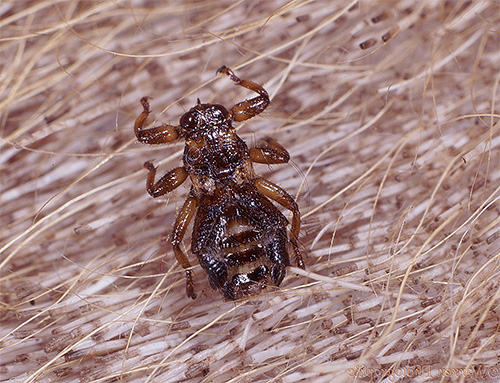 La photo montre un hippobosque du cerf (également appelé pou du wapiti) dans la fourrure de l'animal.