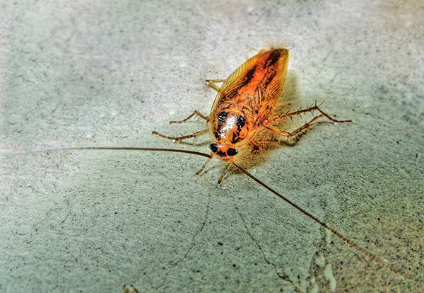 Schaben sind insgesamt resistenter gegen Insektizide als Wanzen