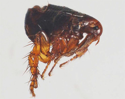Extérieurement, les puces de sable ressemblent beaucoup aux puces ordinaires Extérieurement, les puces de sable ressemblent beaucoup aux puces ordinaires