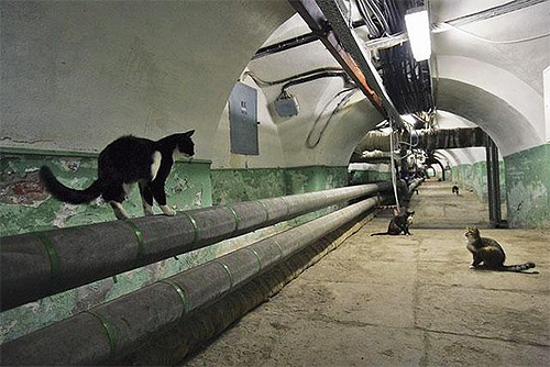 Les chats vivant dans les caves peuvent facilement contaminer les animaux de compagnie avec des puces