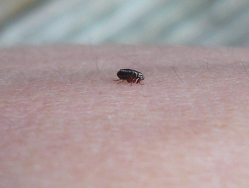 Si l'on dispose de l'armoise à côté des puces, les insectes, bien qu'ils ne meurent pas, s'efforceront de quitter cet endroit.