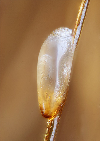 Malheureusement, de nombreux sprays n'ont quasiment aucun effet sur les lentes Malheureusement, de nombreux sprays n'ont quasiment aucun effet sur les lentes