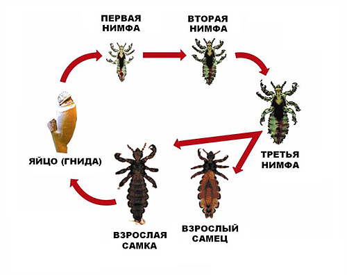 L'image montre le cycle de reproduction complet du pou de tête. L'image montre le cycle de reproduction complet du pou de tête.