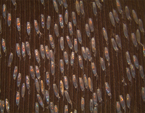 Une multitude de lentes de poux de corps sur des vêtements Une multitude de lentes de poux de corps sur des vêtements
