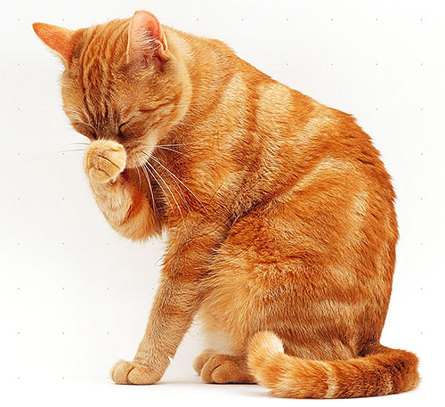 Les chats et les chattes sont plus sensibles aux pyréthrinoïdes que les chiens, donc l'utilisation de produits antipuces chez eux doit être particulièrement prudente.