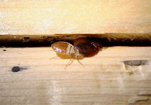 L'utilisation d'aérosols et de sprays insecticides permet de détruire les punaises de lit même dans les endroits difficiles d'accès L'utilisation d'aérosols et de sprays insecticides permet de détruire les punaises de lit même dans les endroits difficiles d'accès