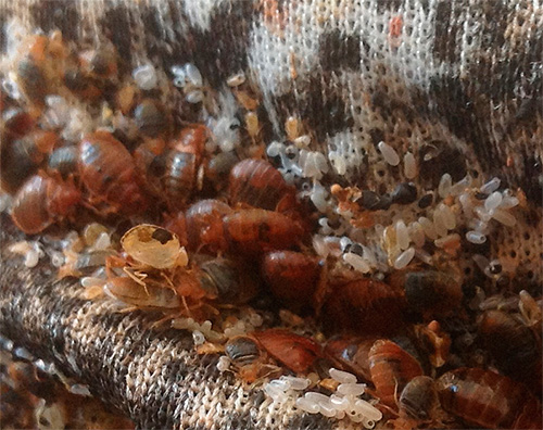 Les services urbains de désinsectisation préfèrent presque toujours utiliser des produits insecticides pour éliminer les punaises de lit. Les services urbains de désinsectisation préfèrent presque toujours utiliser des produits insecticides pour éliminer les punaises de lit.
