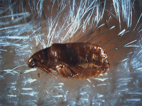 Sur la photo, une puce dans le pelage d'un animal