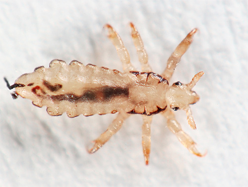 Découvrons les particularités biologiques et l'apparence des poux de tête : photos, faits intéressants et dangers potentiels pour l'homme... Découvrons les particularités biologiques et l'apparence des poux de tête : photos, faits intéressants et dangers potentiels pour l'homme...