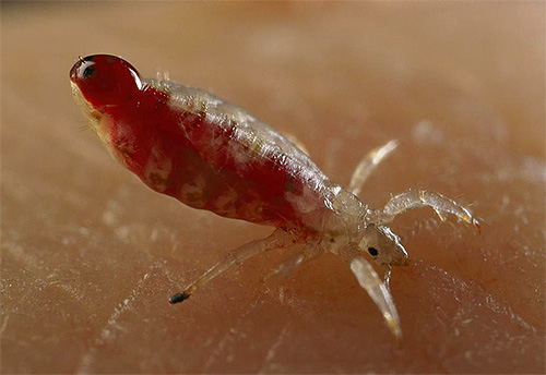 Le corps du pou devient rouge à cause du sang après la piqûre Le corps du pou devient rouge à cause du sang après la piqûre