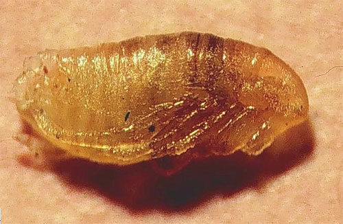 Les pupes de puces peuvent survivre même après que les puces elles-mêmes et leurs larves aient été détruites.