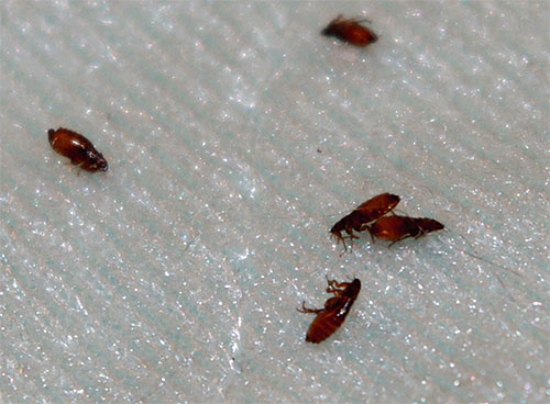 Le traitement d'un appartement avec des insecticides est, dans la plupart des cas, plus efficace que l'utilisation de méthodes traditionnelles de lutte contre les puces.