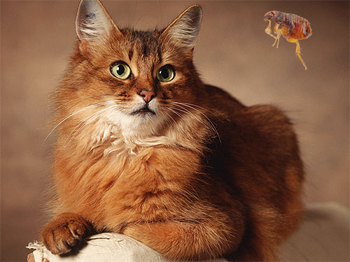 Quelques recommandations pratiques pour débarrasser en toute sécurité un chat domestique des puces...