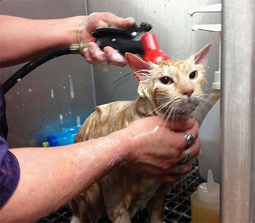 Il est important de bien laver le chat après avoir utilisé un shampoing anti-puces.