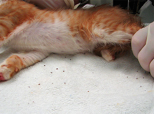 Si le chat a un grand nombre de puces, il est possible qu'il faille également le traiter pour des maladies concomitantes.