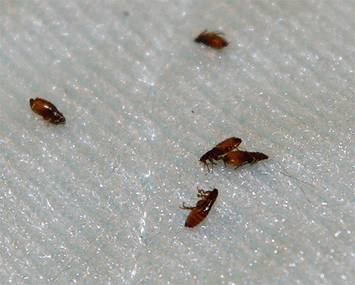 En règle générale, les médicaments anti-puces provoquent une paralysie et une mort rapides des parasites