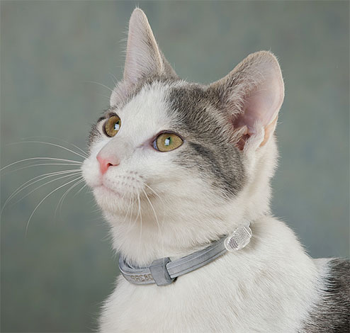 Pour prévenir une nouvelle infestation de puces, il est conseillé de mettre un collier antipuces à votre chat.