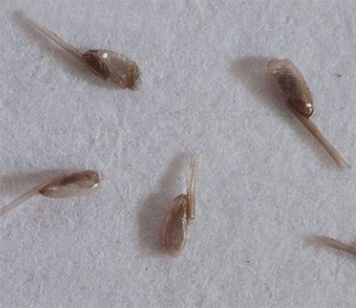 Presque tout traitement contre les poux et les lentes doit être combiné avec le peignage des parasites à l'aide d'un peigne. Presque tout traitement contre les poux et les lentes doit être combiné avec le peignage des parasites à l'aide d'un peigne.