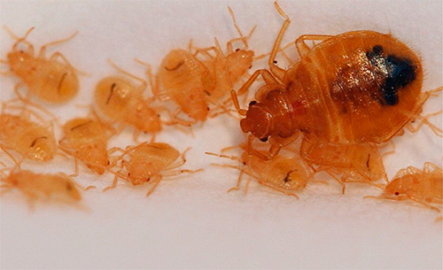 Il est préférable d'utiliser le kérosène et l'alcool contre les punaises en association avec un insecticide très efficace. Il est préférable d'utiliser le kérosène et l'alcool contre les punaises en association avec un insecticide très efficace.