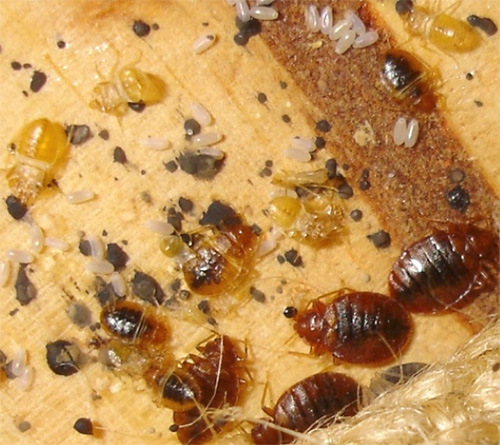 L'utilisation de kérosène ne permettra pas de détruire les œufs des punaises de lit. L'utilisation de kérosène ne permettra pas de détruire les œufs des punaises de lit.