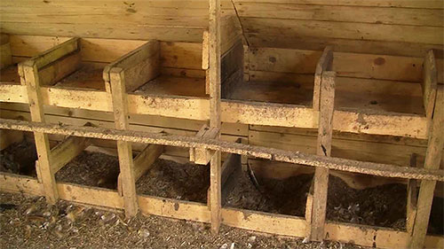 Pour prévenir une infestation massive des poules par les puces, il faut nettoyer régulièrement le poulailler et y ajouter de la sciure fraîche.