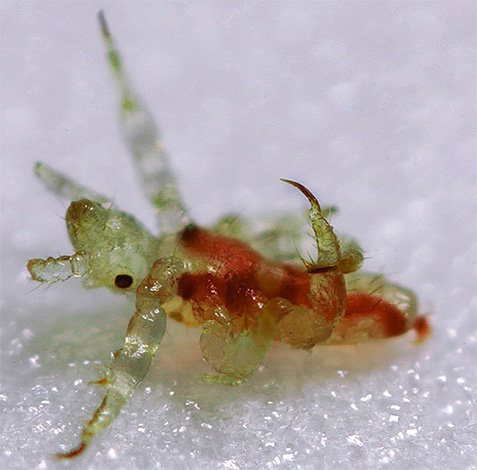 La larve du pou du pubis ressemble un peu à un crabe microscopique La larve du pou du pubis ressemble un peu à un crabe microscopique