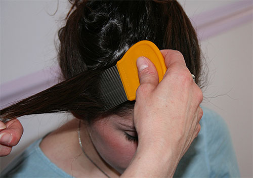 Après le traitement avec Médifox, il est conseillé de peigner les cheveux avec un peigne anti-poux