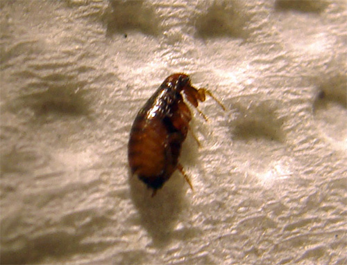 L'élimination complète des puces d'un appartement demande parfois beaucoup de temps et d'efforts L'élimination complète des puces d'un appartement demande parfois beaucoup de temps et d'efforts