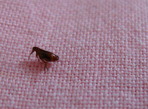Les puces meurent simplement en entrant en contact avec les surfaces traitées par un insecticide. Les puces meurent simplement en entrant en contact avec les surfaces traitées par un insecticide.