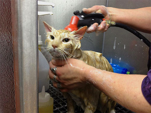 Selon les instructions de la plupart des sprays anti-puces, après un certain temps suivant le traitement, l'animal doit être baigné. Selon les instructions de la plupart des sprays anti-puces, après un certain temps suivant le traitement, l'animal doit être baigné.