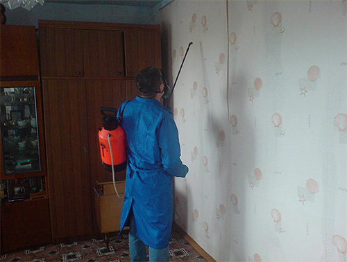 La SES de Saint-Pétersbourg lutte assez efficacement contre les punaises de lit dans un appartement.
