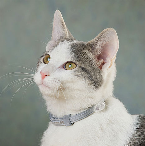 Le collier sur le chat indiquera aux services de capture des animaux qu'il s'agit d'un animal de compagnie. Le collier sur le chat indiquera aux services de capture des animaux qu'il s'agit d'un animal de compagnie.