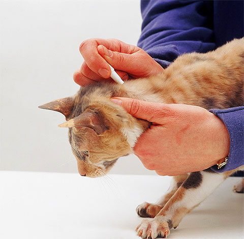Les gouttes antipuces sont appliquées sur la peau du chat à la base du crâne Les gouttes antipuces sont appliquées sur la peau du chat à la base du crâne