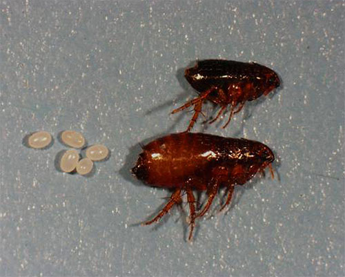 Les puces et leurs œufs Les puces et leurs œufs