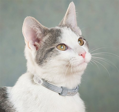 Exemple de collier insecticide anti-puces sur un chat