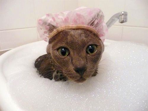 Lors de l'utilisation d'un shampooing antipuces, il faut veiller à ce qu'il n'entre pas en contact avec les yeux et la gueule de l'animal.